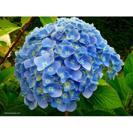 Nikko Blue hydrangea macrophylla hortenzia C2L/ 20-25