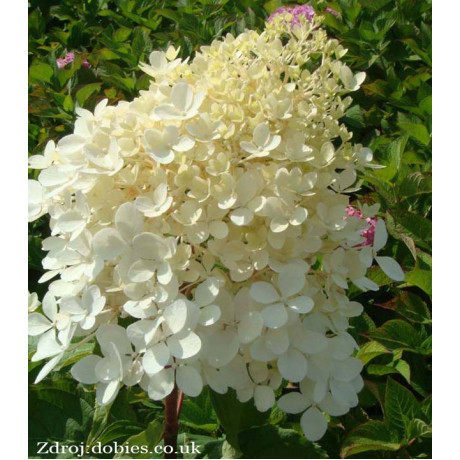 Phantom hydrangea paniculata hortenzia C3L