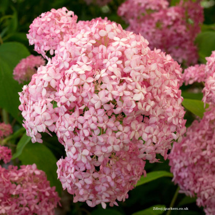 Pink Annabelle hydrangea arborescens hortenzia C5L