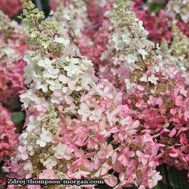 Bobo hydrangea paniculata nízka hortenzia metlinat..