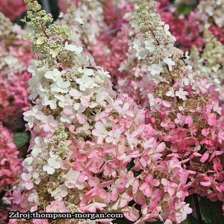 Pinkachu hydrangea paniculata nízka hortenzia metlinata C3L