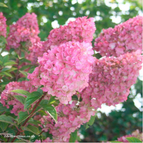 Sundae Fraise hydrangea paniculata hortenzia C4L