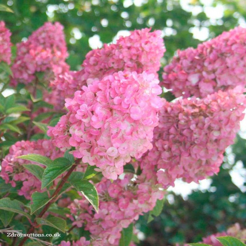 Sundae Fraise hydrangea paniculata hortenzia C4L