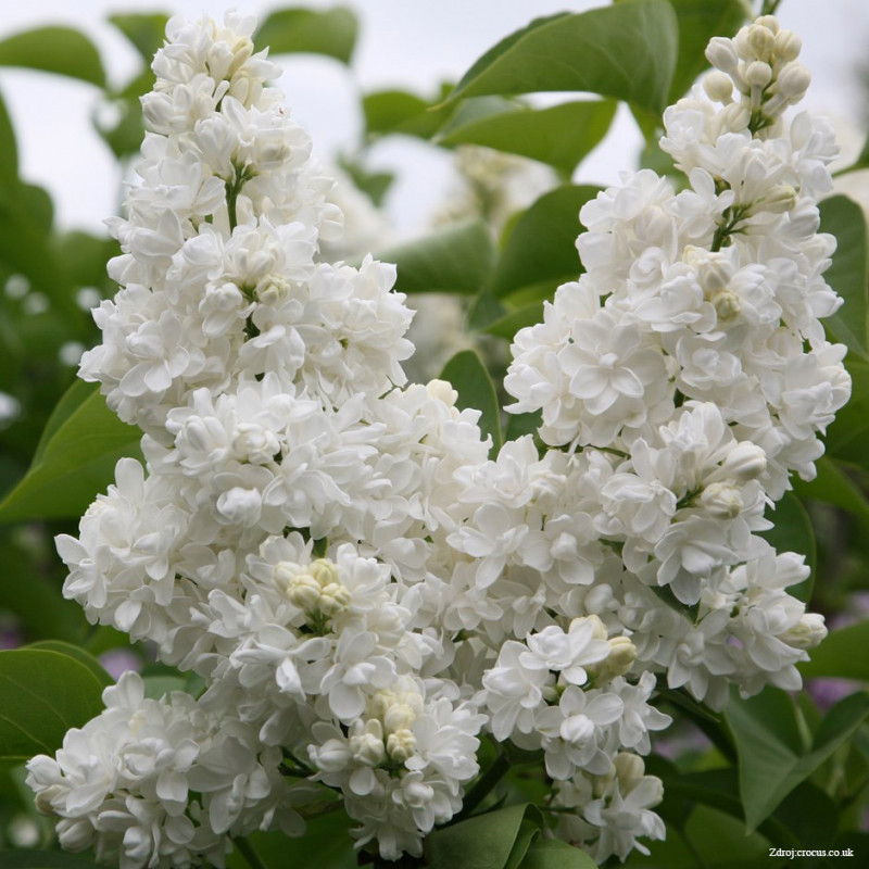 Madam Lemoine syringa vulgaris orgován C5L/ 50-60 