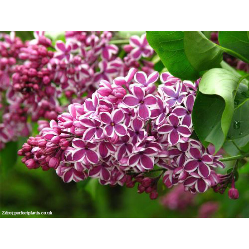 Sensation syringa vulgaris orgován C5L/ 100cm