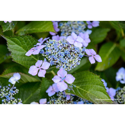 Veerle Opri331 hydrangea serrata hortenzia C2L 