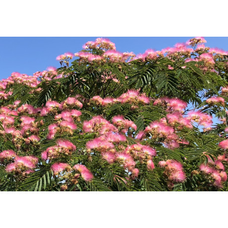 Albizia Rosea C10L