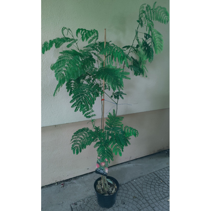 Albizia Rosea C10L