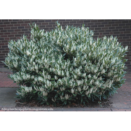 Otto Luyken prunus laurocerasus vavrínovec lekársky v bale 30-40cm