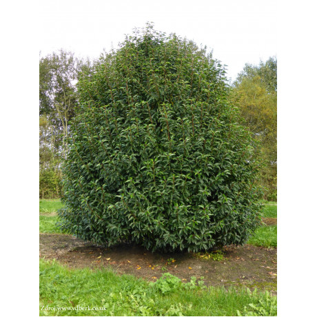 Lusitanica prunus vavrínovec lekársky v bale 40-50cm