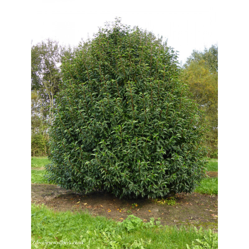 Lusitanica prunus vavrínovec lekársky v bale 40-50cm