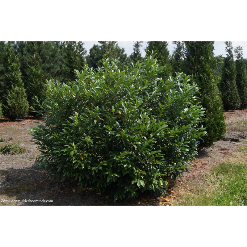 Herbergii prunus laurocerasus vavrínovec lekársky v bale 40-50cm