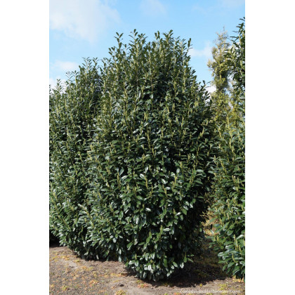 Reynvaanii prunus laurocerasus vavrínovec lekársky C3L/ 40-50