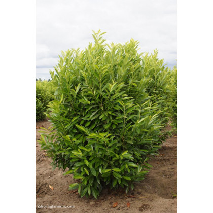 Schipkaensis marcophylla prunus laurocerasus vavrínovec lekársky v bale 40-50 cm