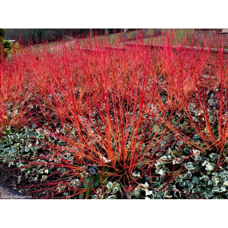 Anny´s Winter Orange cornus sanguinea svíb C3L/ 50-60