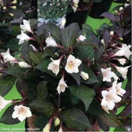 Ebony & Ivory / Velda Weigela vajgela C3L/ 30-40