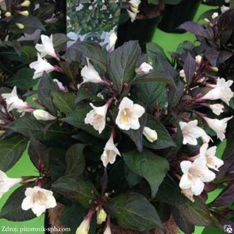 Ebony & Ivory / Velda Weigela vajgela C3L/ 30-40