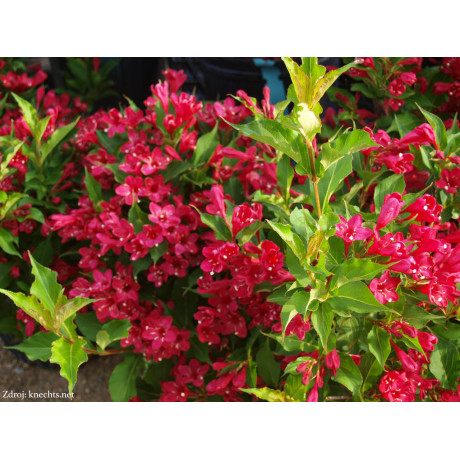 Red Prince weigela middendorffiana vajgela C2L/ 20-30