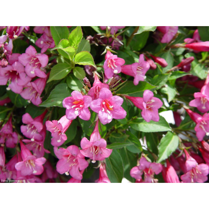 Rumba weigela middendorffiana vajgela C3L/ 20-25