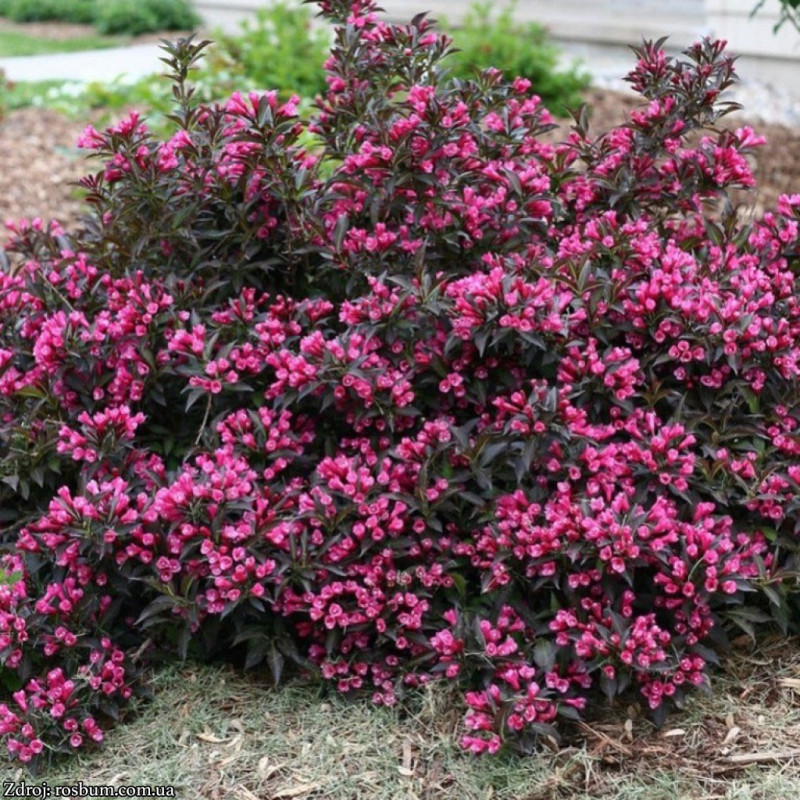 Purpurea Weigela florida vajgela C2L/ 30-40