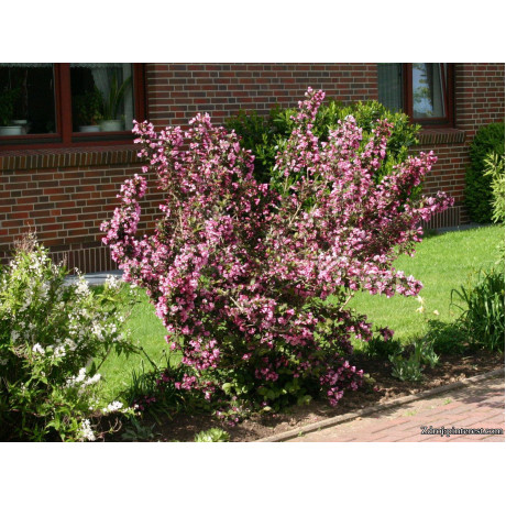 Victoria Weigela florida vajgela C3L/ 40-50