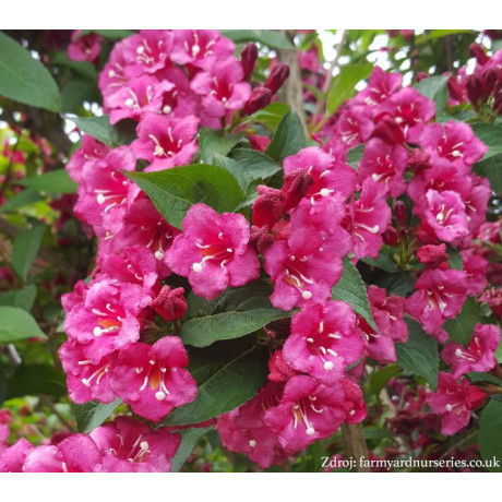 Bristol Ruby Weigela vajgela C1,5L/ 30-40