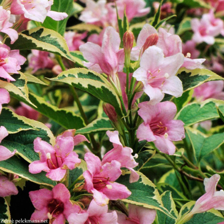 Nana Variegata weigela middendorffiana vajgela C3L/ 40-50