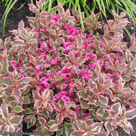 Monet / Verweig Weigela florida vajgela C3L / 25-3..