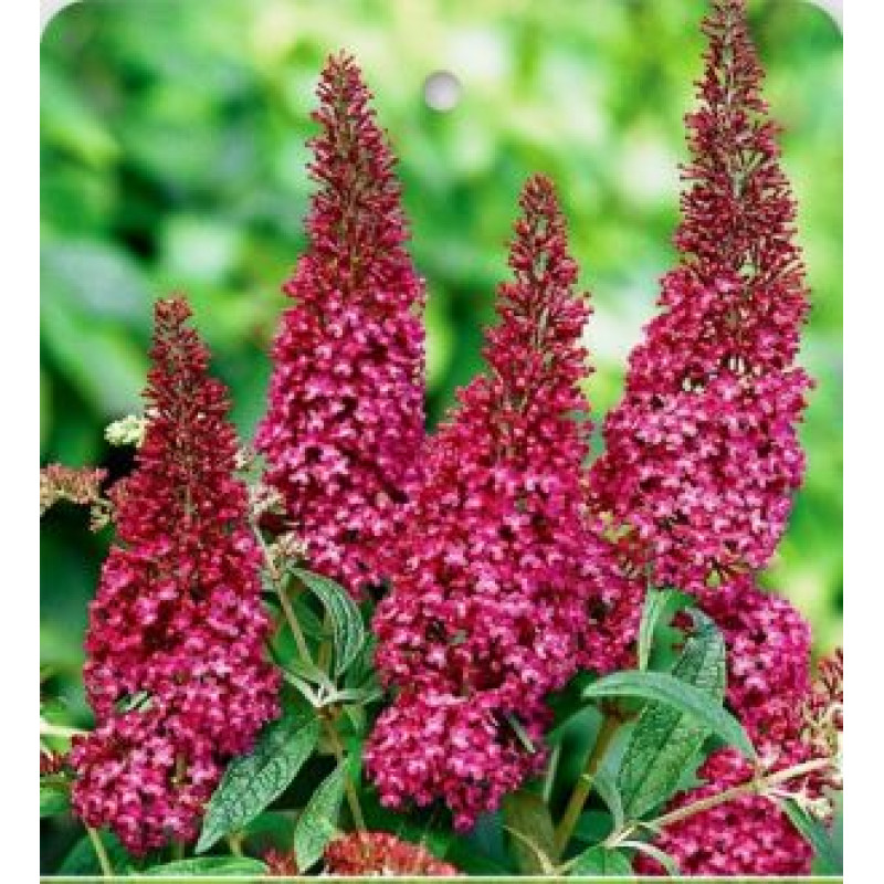 Butterfly Tower buddleia davidii buddleja C2L/ 25-30cm 