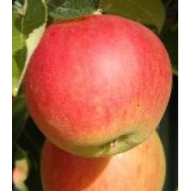 Canadian jabloň stĺpová odolná prostokorenná podpn..