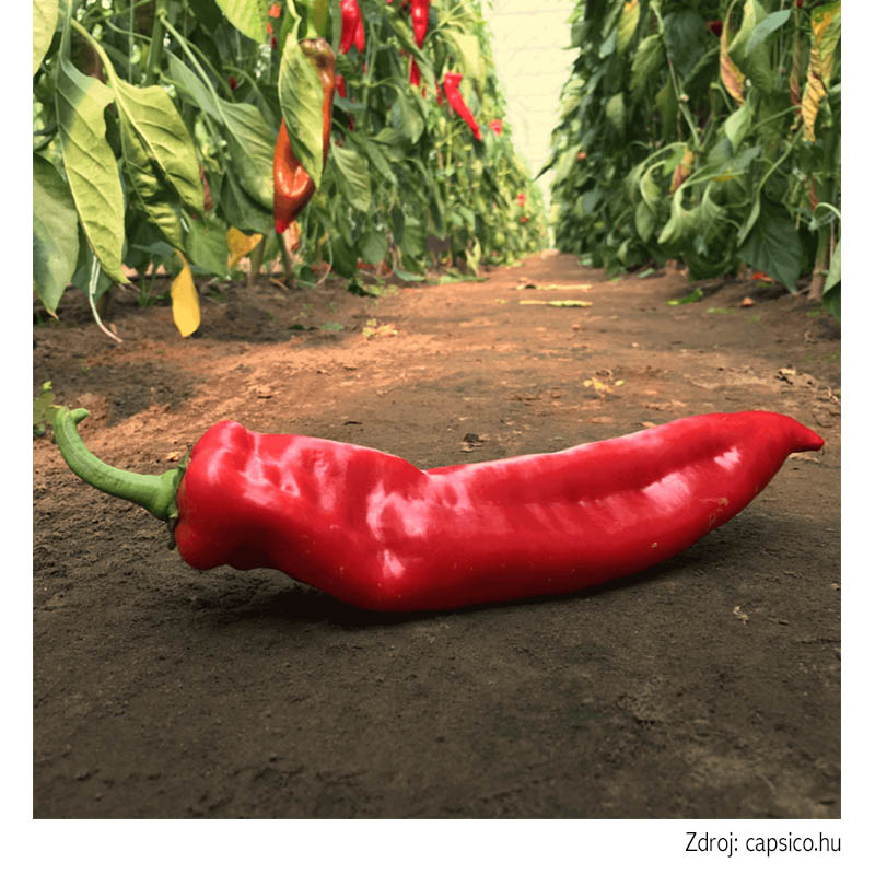 Delicado F1 paprika sladká rezistentná skorá Dulce italiano 100 semien