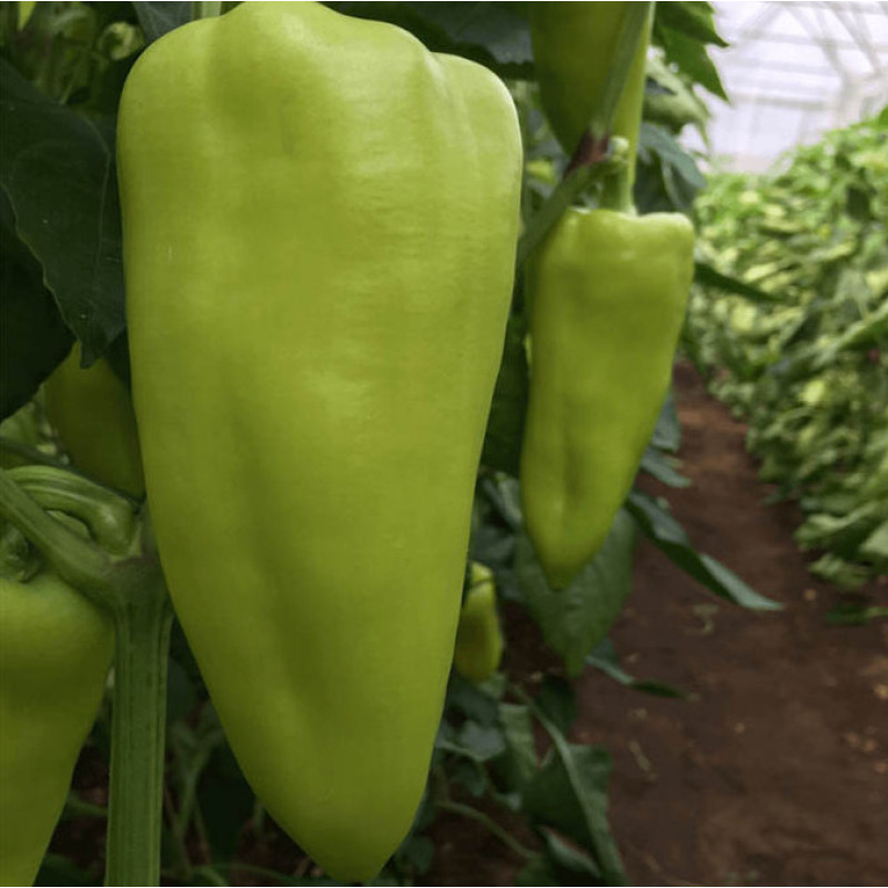 Octavia F1 paprika obria svetlo zelená promontor 100 semien