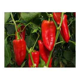 Carina F1 paprika veľmi skorá kápia 100 semien