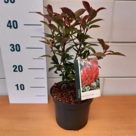 Carre Rouge Photinia Fraseri Červienka ker kontajn..