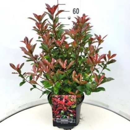 Carre Rouge Photinia Fraseri Červienka ker kontajner C10L / 40-50cm