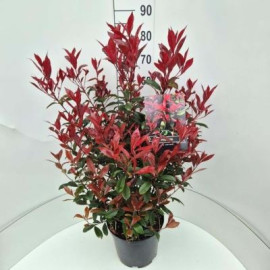 Carre Rouge Photinia Fraseri Červienka ker kontajn..