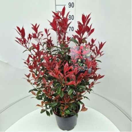 Carre Rouge Photinia Fraseri Červienka ker kontajner C7,5L / 80-100cm