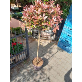 Carre Rouge Photinia Fraseri Červienka kmienik 100..