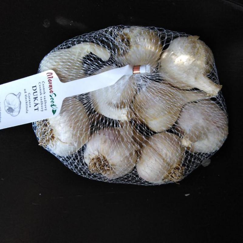 Dukát cesnak ozimný paličiak cca 500g 7 - 14 hlávok