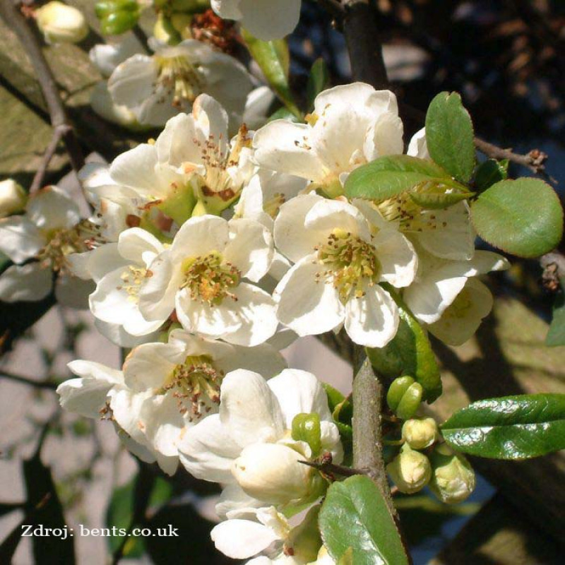 Jet Trail chaenomeles superba dulovec C3L/ 25-30
