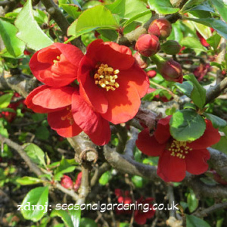 Knap Hill Scarlet chaenomeles superba dulovec  C3L/ 25-30