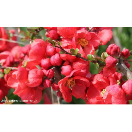 Red Trail chaenomeles superba dulovec C3L/ 25-30