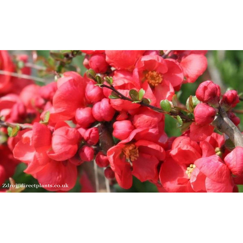 Red Trail chaenomeles superba dulovec C3L/ 25-30