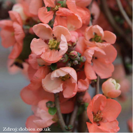 Salmon Horizon chaenomeles superba dulovec C3L/ 25-30