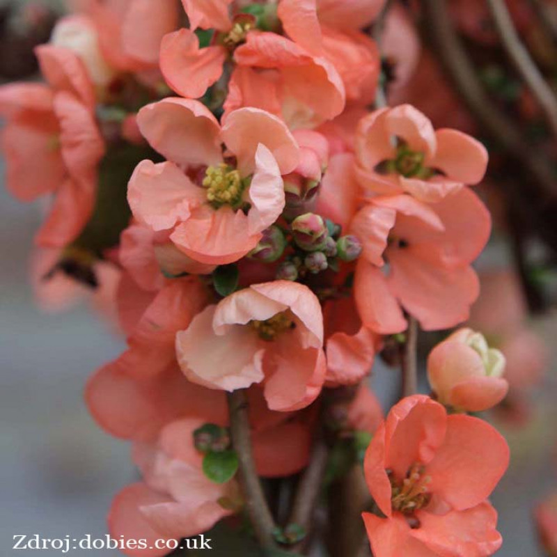 Salmon Horizon chaenomeles superba dulovec C3L/ 25-30