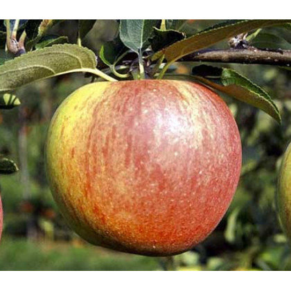 Ciepa jabloň stĺpovitá letná odolná prostokorenná M26