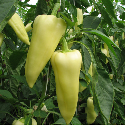 Cindel F1 paprika sladká spoľahlivá 500 semien