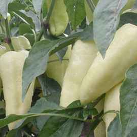 Claudius F1 extra paprika sladká hrubostenná 500 s..