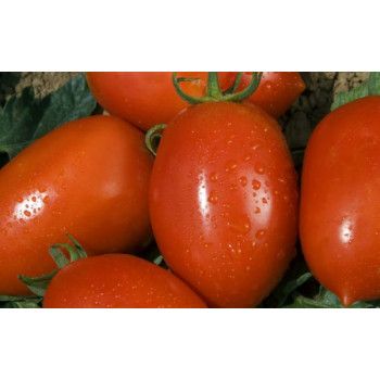 Colibri F1 rezistentná paradajka veľmi skorá 100 semien