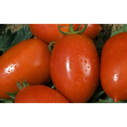 Colibri F1 rezistentná paradajka veľmi skorá 100 semien
